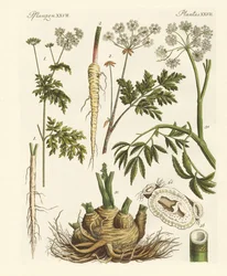 Plantas venenosas alemanas