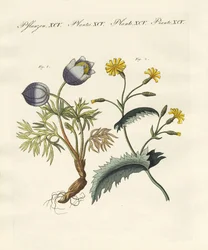 Plantas venenosas alemanas