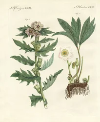 Plantas venenosas alemanas