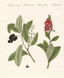 Plantas venenosas