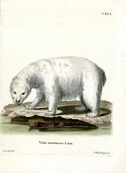 Oso Polar