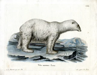 Oso Polar