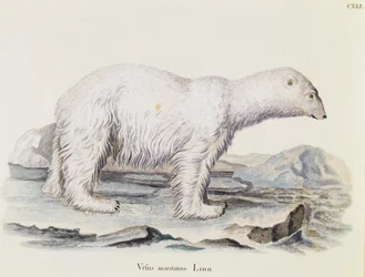 Oso polar (Ursus maritimus), de Mamíferos ilustrados de la naturaleza con descripciones, por Johann Christian Daniel von Schreber, grabado por IC Bock después de un dibujo de Marechal, volumen 3, tabla 141, Alemania