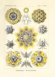 Polycytaria