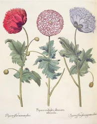 Amapolas: 1.Papaver multiplex albumoris rubicundis; 2.Papaver flore miniato plens; 3.Papaver flore plensargentei coloris, del Hortus Eystettensis por Basil Besler (1561-1629), pub. 1613