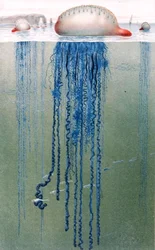 Carabela portuguesa, lámina de "Brehms Tierleben: Allgemeine Kunde des Tierreichs", vol.10, p.552, publicado por Bibliographisches Institut