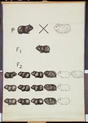 Póster que demuestra la Ley de Mendel en cobayas