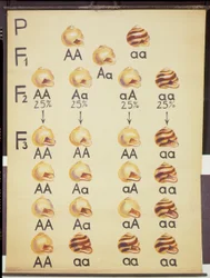 Póster de caracoles Cepea