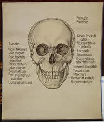 Cartel de un cráneo humano