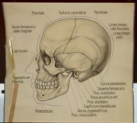 Póster de la vista lateral de un cráneo humano