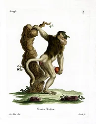 Mono Narigudo