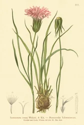 Escorzonera púrpura (Scorzonera rosea, Scorzonera purpurea subsp. rosea)