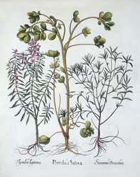 Verdolaga, Ajedrea de Verano y Ajedrea de Invierno, de Hortus Eystettensis, por Basil Besler (1561-1629), pub. 1613