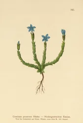 Genciana pigmea (Gentiana prostrata)