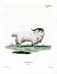 Cabra pigmea