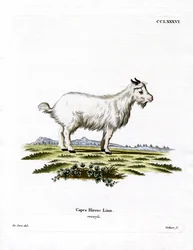 Cabra Pigmea