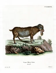 Cabra pigmea