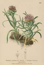 Saussurea pigmea (Saussurea pygmaea)