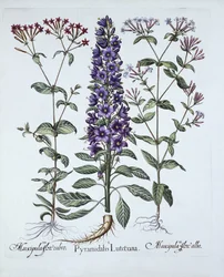 Campanula piramidal, muscipulas, de Hortus Eystettensis, por Basil Besler, pub. 1613