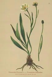 Ranúnculo pirenaico (Ranunculus Pyrenaeus)