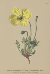 Amapola pirenaica (Papaver pyrenaeicum, Papaver alpinum sub.)