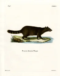 Mapache