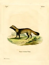 Perro Mapache