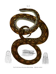 Boa arcoíris