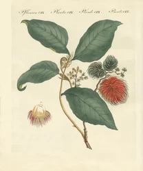 Árbol de Rambután (grabado coloreado)