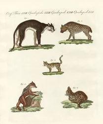 Animales rapaces