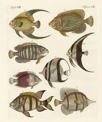 Peces raros de la India