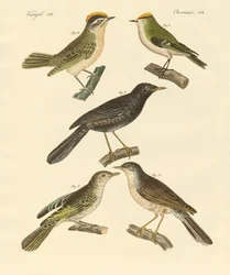 Aves raras y hermosas de Europa y Alemania