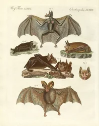 Murciélagos raros