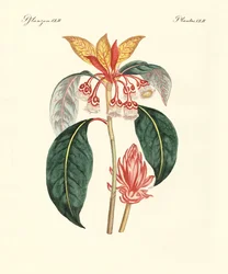 Plantas chinas raras