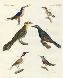 Raros tipos extranjeros de trepadores