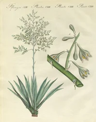 Plantas Extranjeras Raras (grabado coloreado)