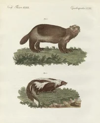 Animales cuadrúpedos raros