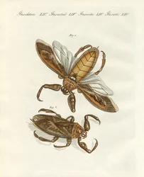 Insectos Raros (grabado coloreado)