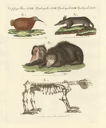 Mamíferos raros