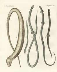Reptiles raros