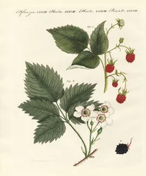 Frambuesas y moras
