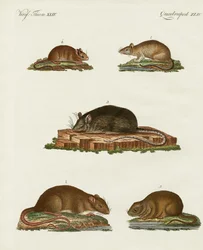 Ratas y ratones