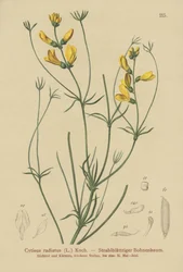 Retama radiada