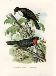 Cuervo Frugívoro de Collar Rojo, 1864