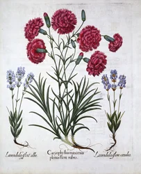 Clavel rojo y lavanda, de Hortus Eystettensis, por Basil Besler, pub. 1613