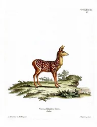 Cervatillo Rojo