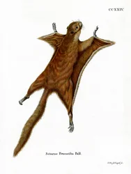 Ardilla Voladora Gigante Roja