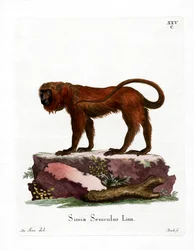 Aullador Rojo