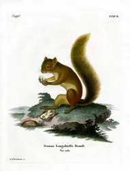Ardilla roja