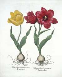 Tulipán rojo y amarillo, de Hortus Eystettensis por Basil Besler (1561-1629) publicado en 1613